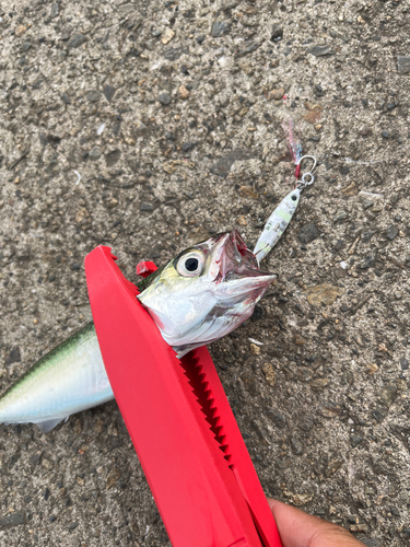 サバの釣果