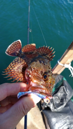 カサゴの釣果