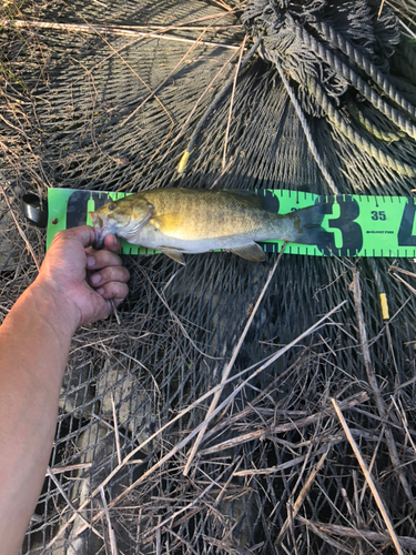 スモールマウスバスの釣果