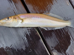 シロギスの釣果