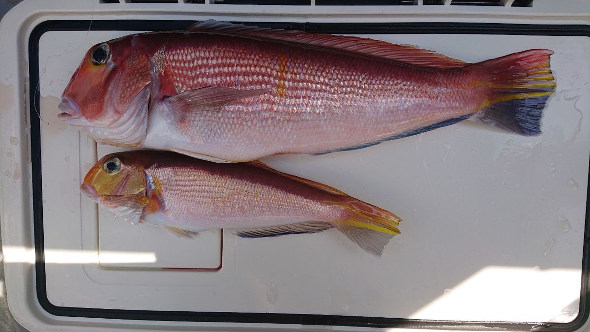 のぶゆきさんの釣果 1枚目の画像