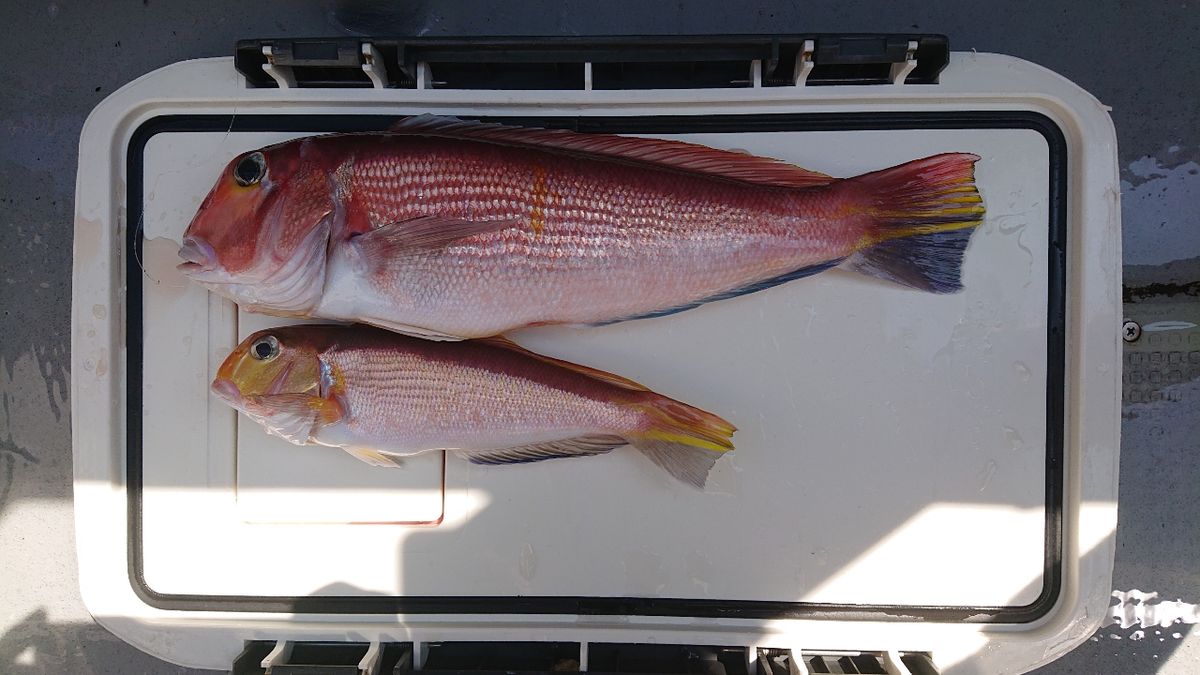 のぶゆきさんの釣果 2枚目の画像