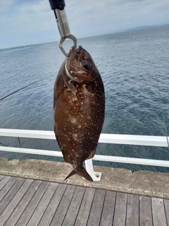 アイゴの釣果