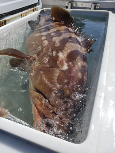 モロコの釣果