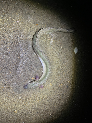 アナゴの釣果