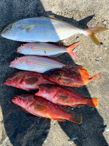 アカハタの釣果