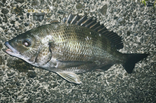 チヌの釣果