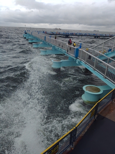 マアジの釣果