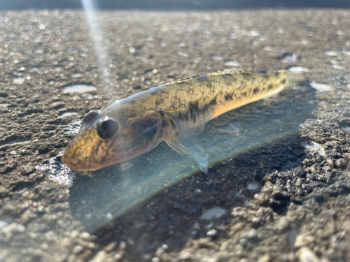 ハゼの釣果