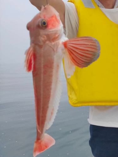 ホウボウの釣果