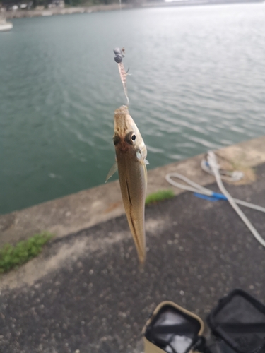 キスの釣果