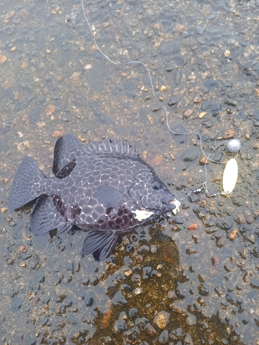 イシガキダイの釣果