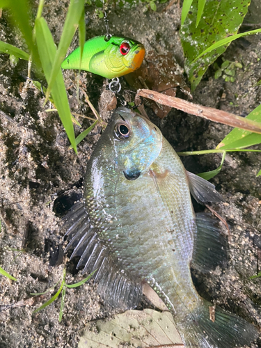 ブルーギルの釣果