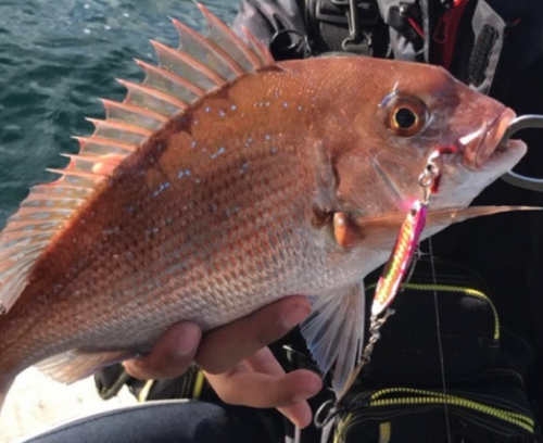 マダイの釣果