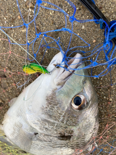 キビレの釣果