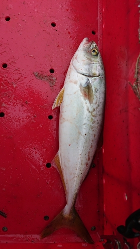 ワカシの釣果