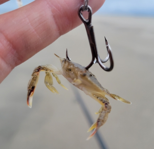 カニの釣果