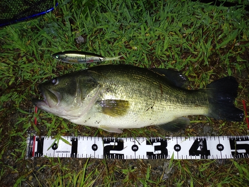 ラージマウスバスの釣果