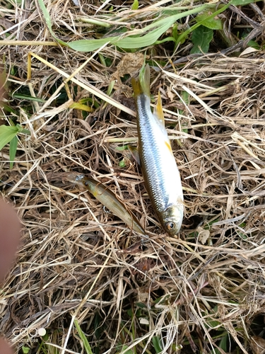 カワムツの釣果