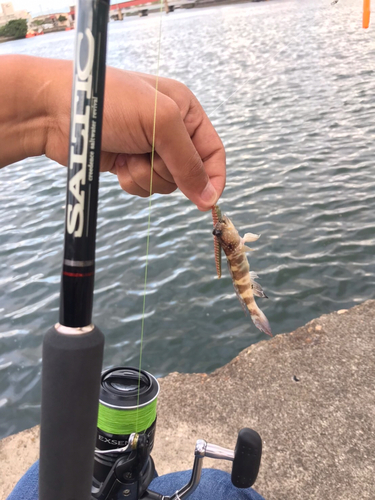 ハゼの釣果