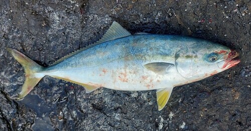 ヤズの釣果