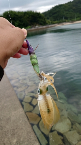 アオリイカの釣果