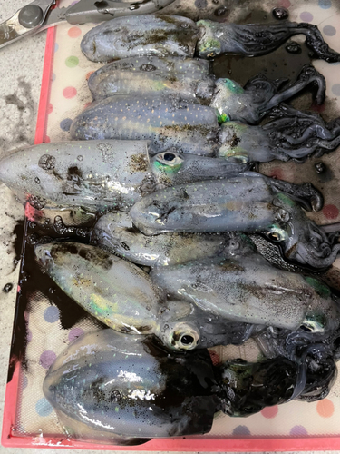 アオリイカの釣果