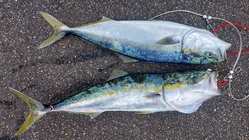 ヤズの釣果