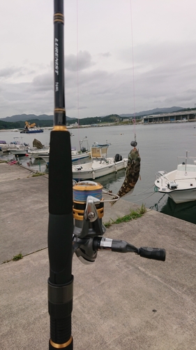 アナハゼの釣果