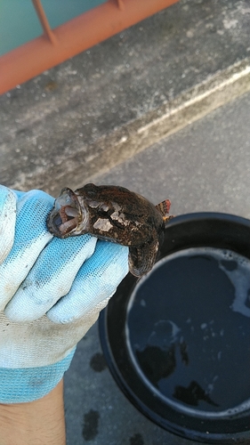 マハゼの釣果