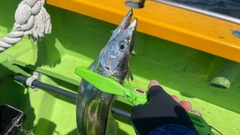 タチウオの釣果