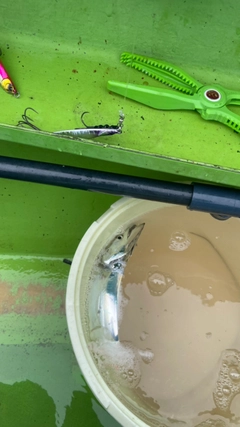 タチウオの釣果