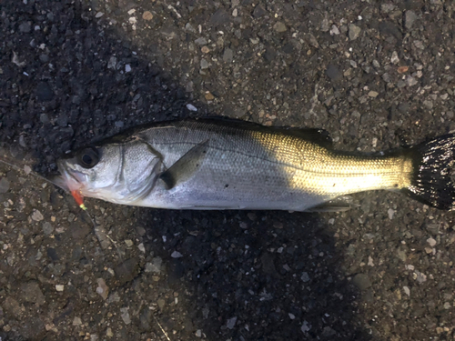 セイゴ（マルスズキ）の釣果