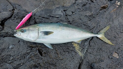 ヤズの釣果