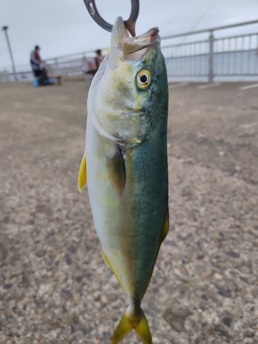 ワカシの釣果