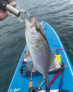 ショゴの釣果