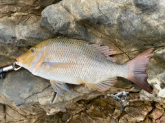 ハマフエフキの釣果