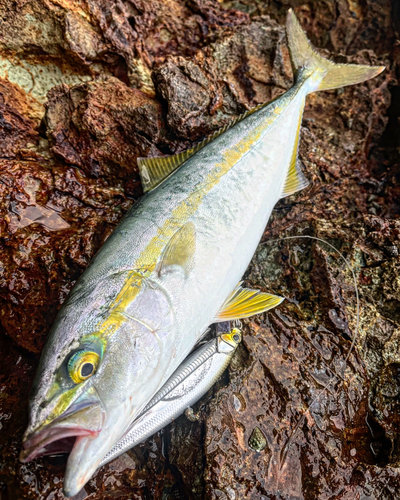 ワカシの釣果