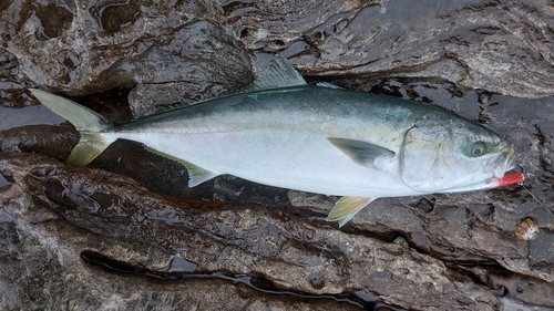 ヤズの釣果