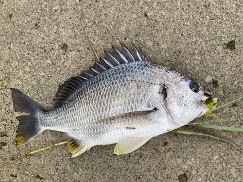 キビレの釣果