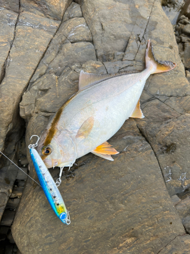 ショゴの釣果