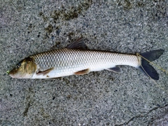 ニゴイの釣果