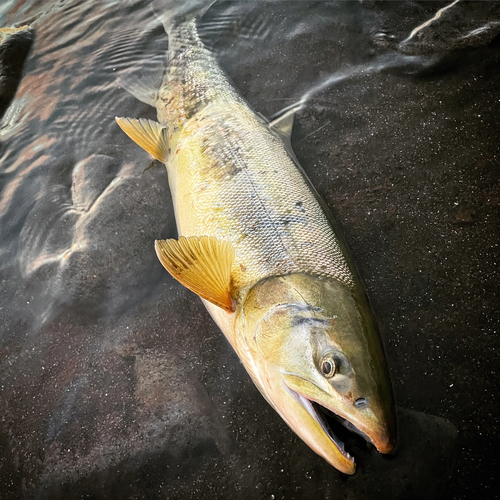 サケの釣果