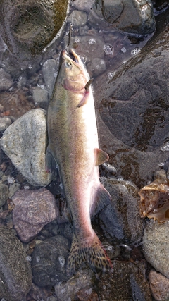 カラフトマスの釣果