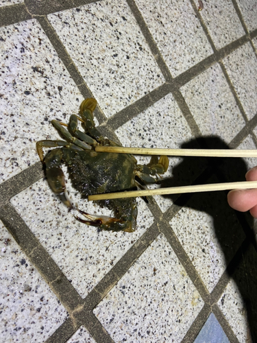 イシガニの釣果