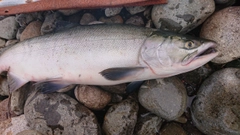 カラフトマスの釣果