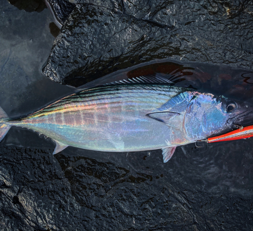 ハガツオの釣果