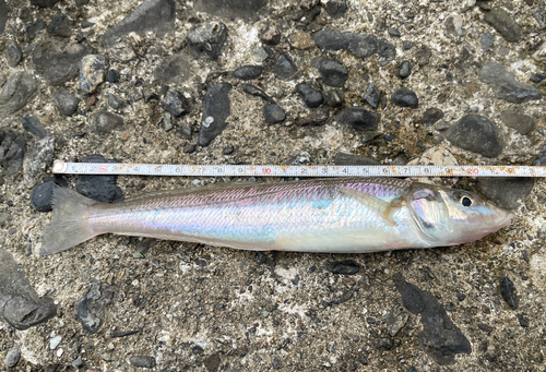 キスの釣果