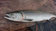 カラフトマスの釣果