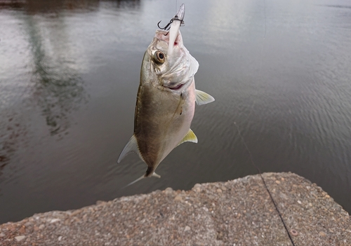 オニヒラアジの釣果